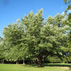 Acer saccharinum